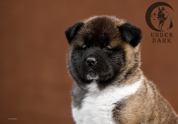 Щенки Американской акиты